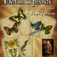 Metamorphosis by Card Shark